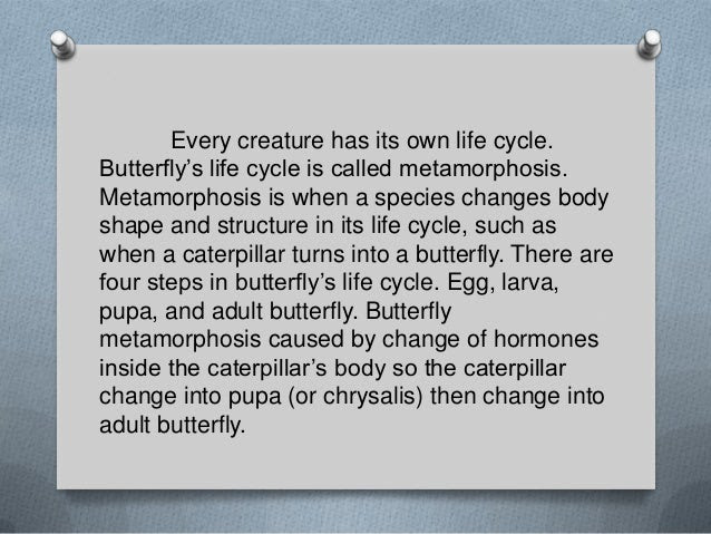 Contoh Explanation Text Metamorphosis Butterfly - Rendang Bos