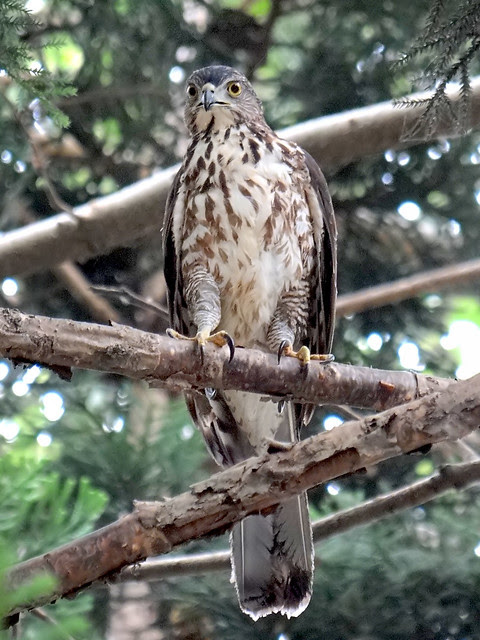 鳳頭蒼鷹/無限台南
