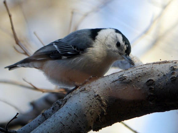 Ed Gaillard: birds &emdash; White-Breasted Nuthatch, Central Park