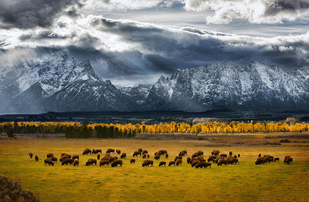 Όταν περιφέρονται τα βουβάλια - Εθνικό πάρκο Teton - Glen Hush / National Geographic Photo Contest )