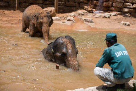 Elephants in the Water