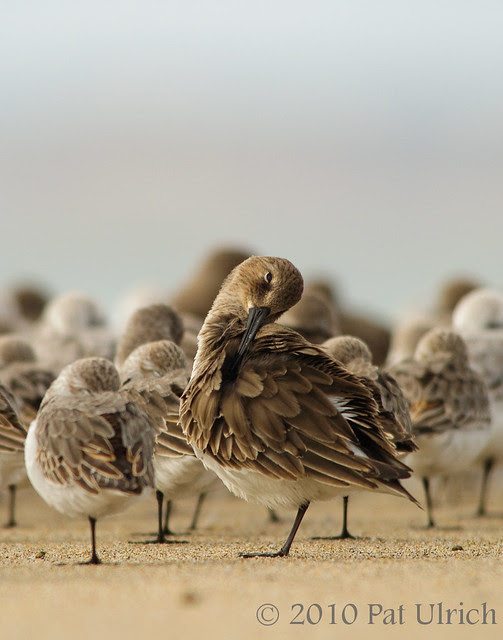 Preening Dunlin