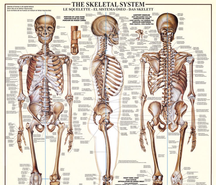 Human Body Bones Diagram : City Distributers: Human Bones