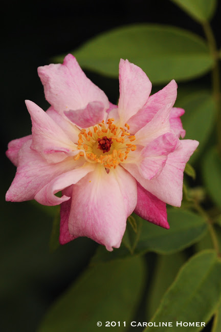 A wan Old Blush blossom