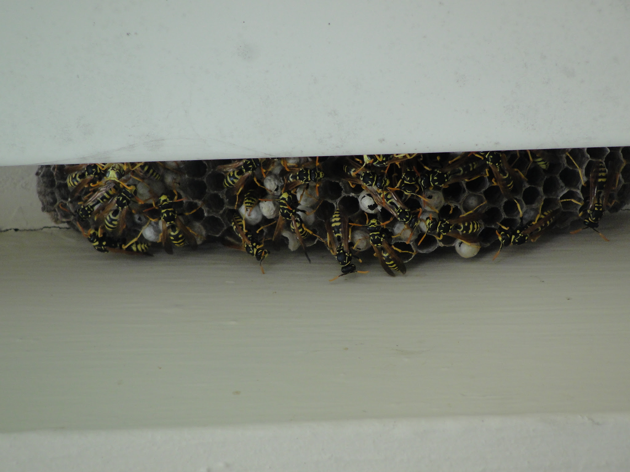 nest wasps avoiding