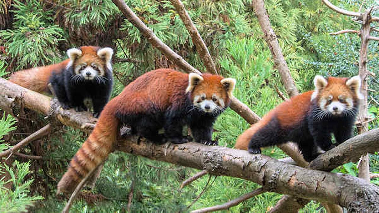 Learning English: RED PANDA.
