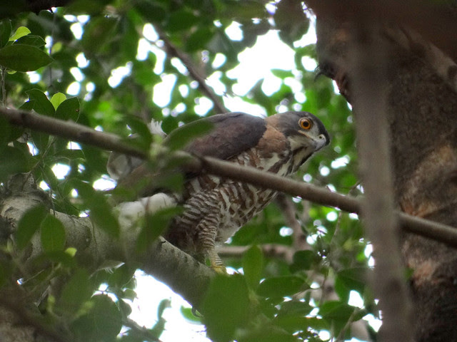 鳳頭蒼鷹/無限台南