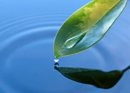 http://www.kpesoufliou.gr/images/kpes/programs/water/leafwater.jpg