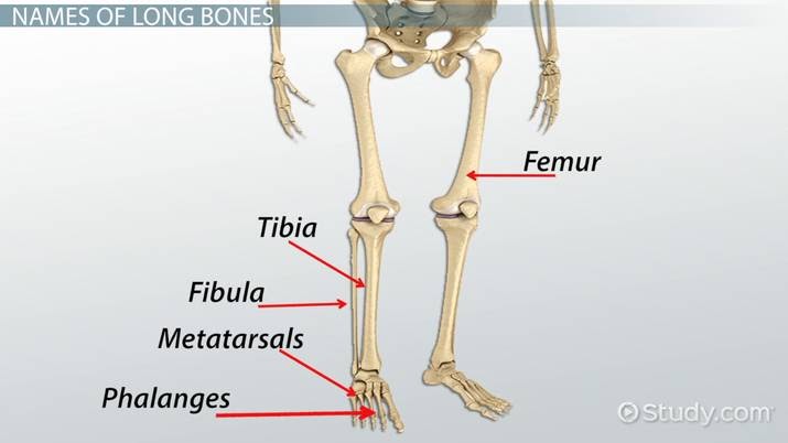 No Bones About It Worksheet - Nidecmege