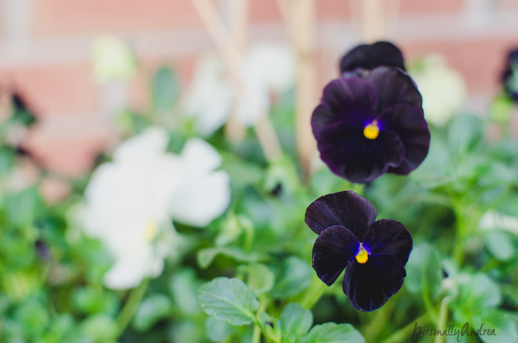 Pansies | personallyandrea.com Pansies | personallyandrea.com