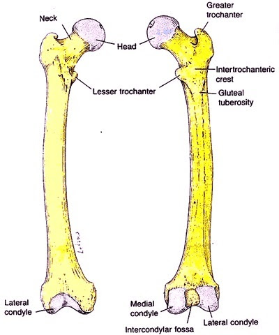 Long Bone Diagram Labled : Four things about... (a simple approach to