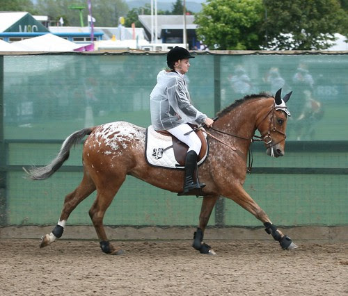 Showjumping