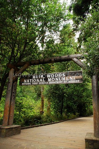 Muir Woods