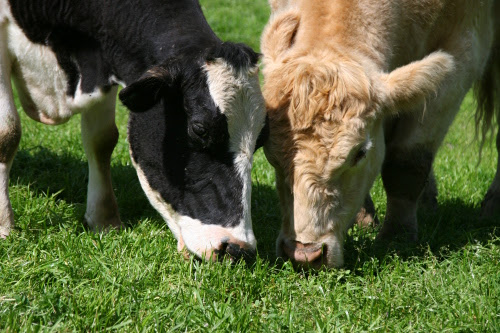 Sadie and Howie sharing grass