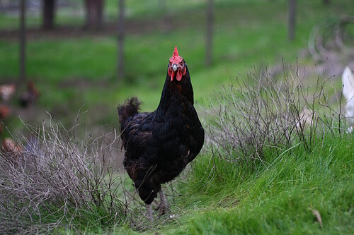 Black Hen is Serious