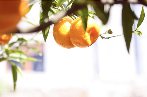 Mandarin