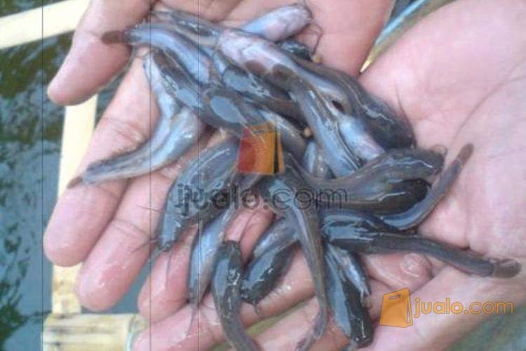 Jual Benih Ikan Lele Karawang - BENIH TOKO