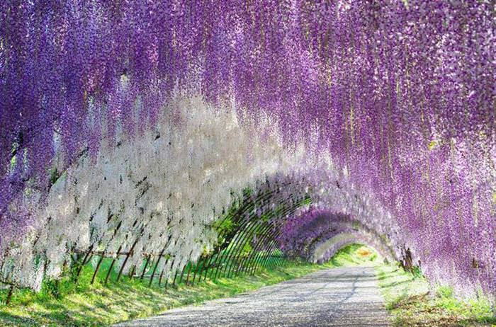 spring flowers