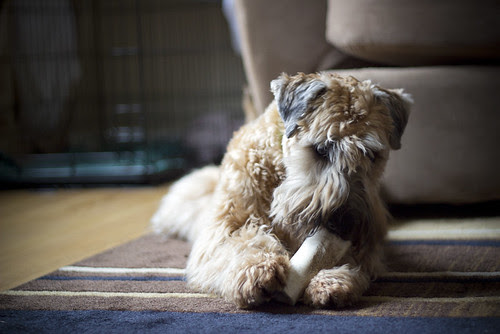 bone