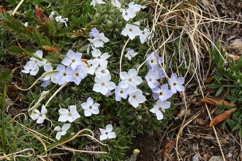 Phlox