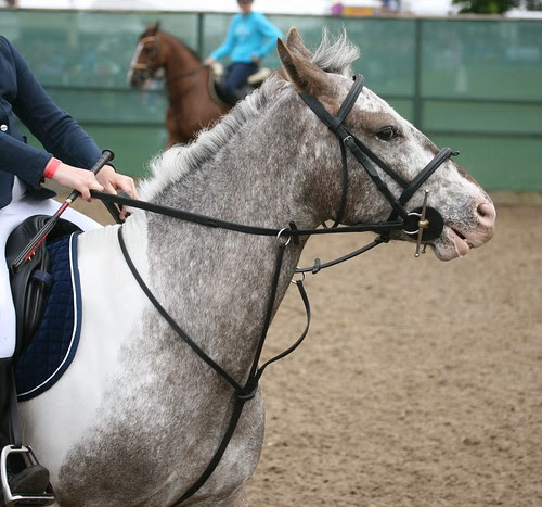Showjumping