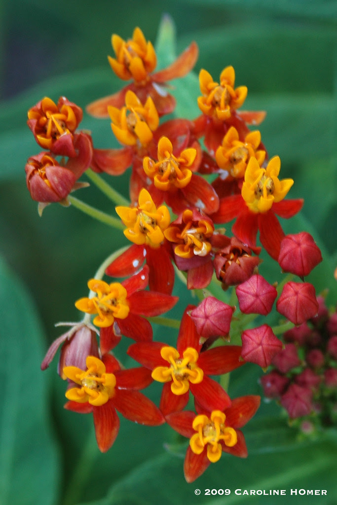Mexican milkweed