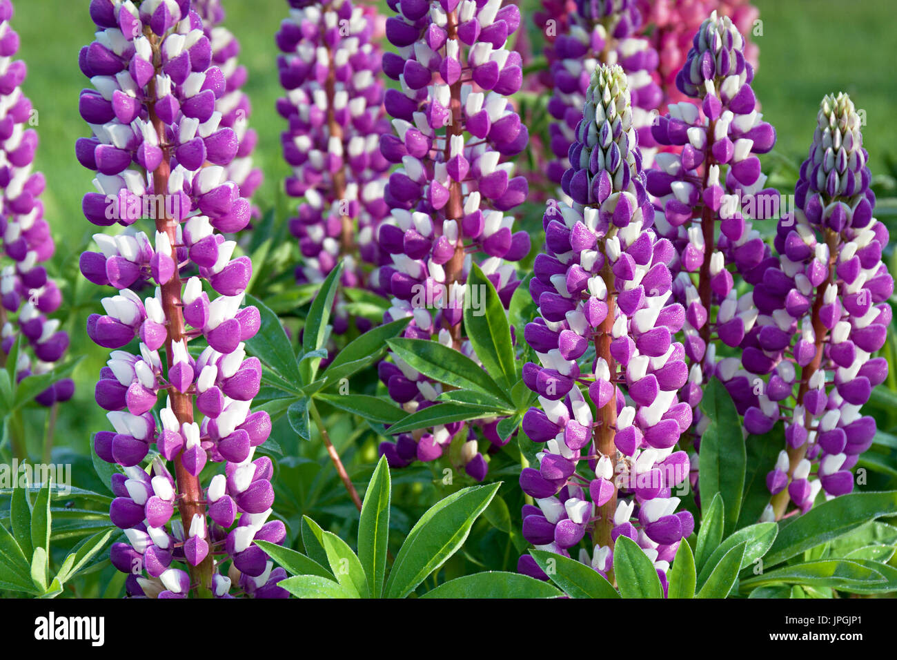 Lila Blumen Für Den Garten