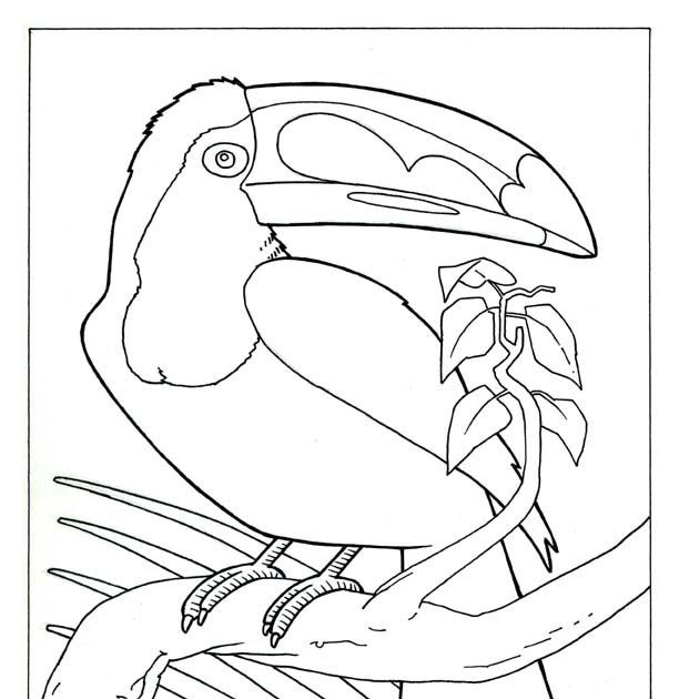 Realistic Birds Coloring Pages - AWETEMPLATS