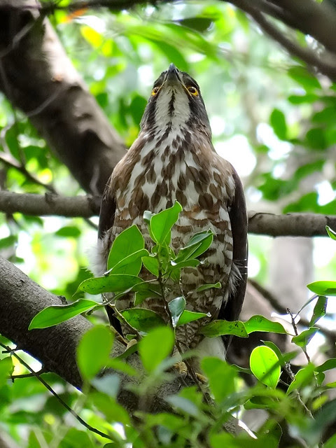 鳳頭蒼鷹/無限台南