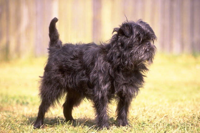 Affenpinscher Puppies for Sale from Reputable Dog Breeders