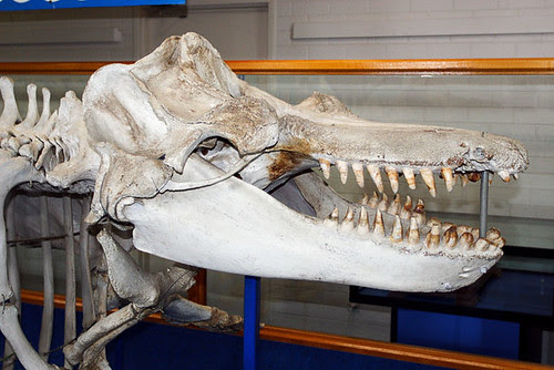 Eden Killer Whale Museum, Eden, New South Wales, Australia IMG_3723_Eden
