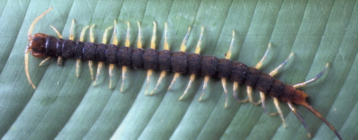 Pictures Of Animals Without Backbones | Pictures of Nnature