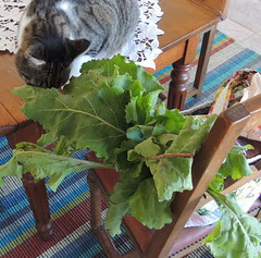 Johnny checking out the Beets from the Farmer's Market Bag