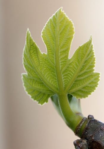 Fig leaf for a Ken doll
