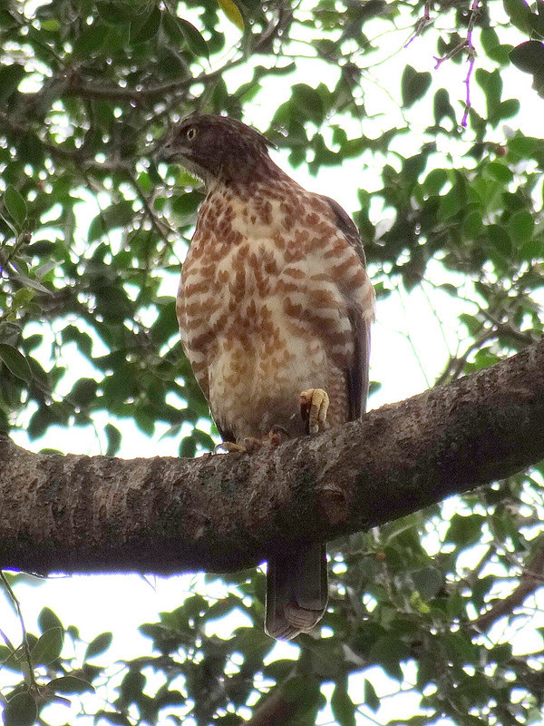 鳳頭蒼鷹/無限台南