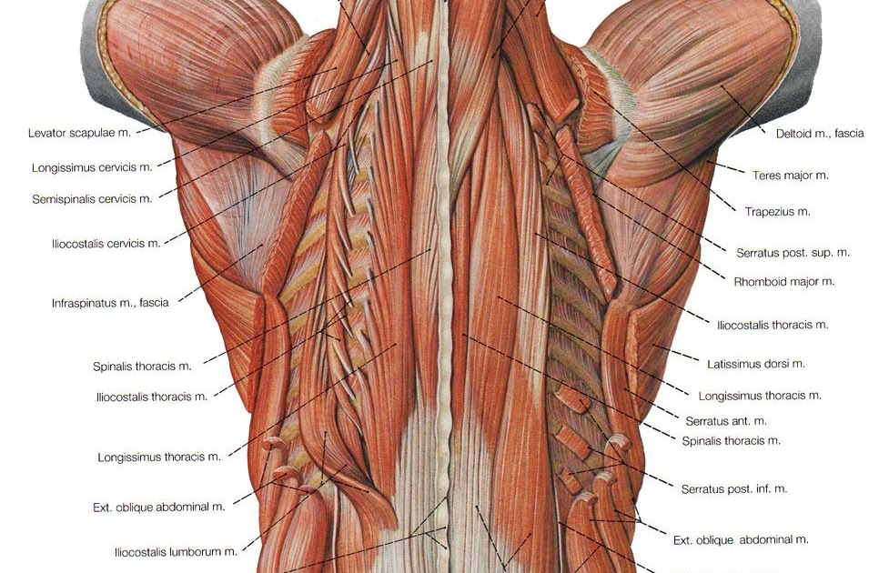 Back Anatomical Name : Upper Cervical Spine Disorders Anatomy Of The