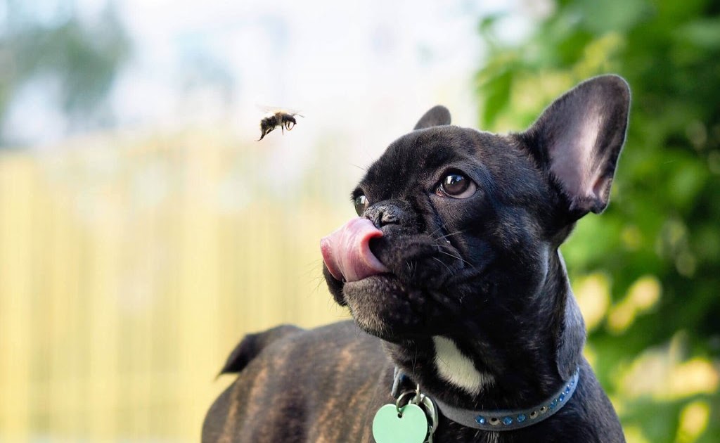 Hummelstich Hund Bienenstich Beim Hund Was Ist Dabei Zu Beachten Vs