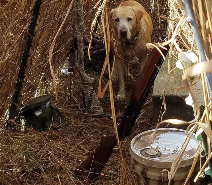 Goose Blind BLINDS
