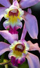 Orquídea Lc Wolterae