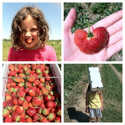 strawberrypicking