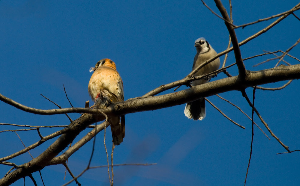 NorthWoodsKestrel_4