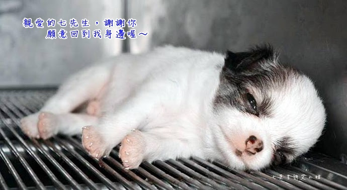 小七先生 小七先生