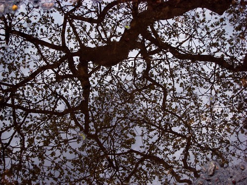 Tree reflection silhouette