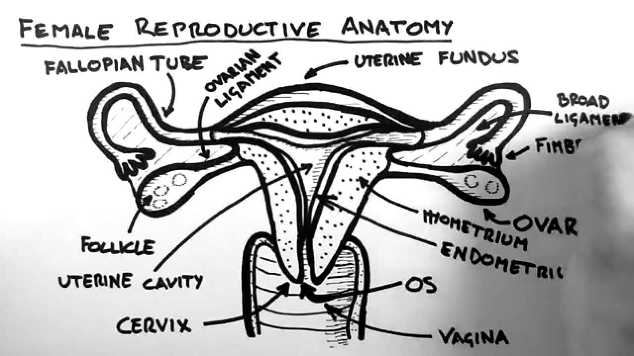 Female Reproductive Human Body Diagram - 1000+ images about Human
