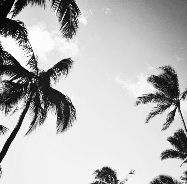 Computer Black And White Palm Tree Wallpaper - Mural Wall