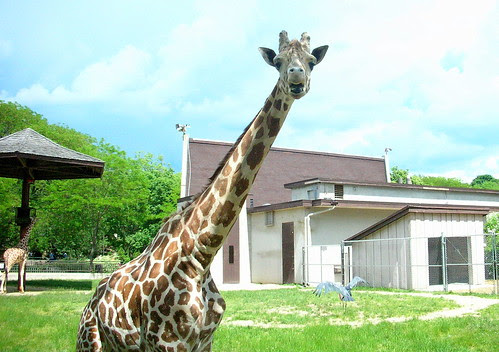 Zoo IX