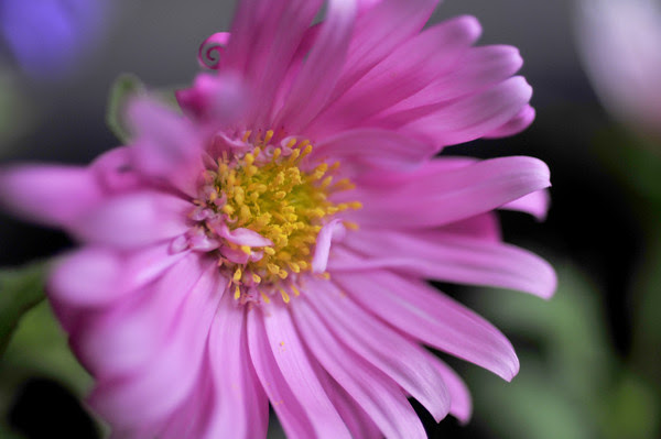 One of a handful of flowers I've been hoping would bloom since April. I brought them inside in September prior to the first heavy snow of the season. And now, in November, they finally are coming to life! last flowers of summer
