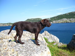 Tate in Newfoundland