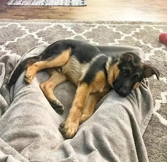 dog German Shepherd Baby Dog Price In India