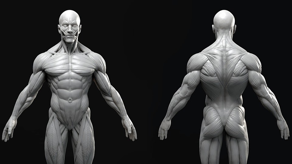 Man Anatomy’ - Best Pictures Of The Anatomy Of The External Forms Of